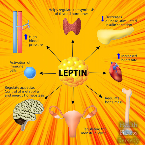 leptin