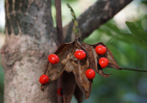 Indian Licorice