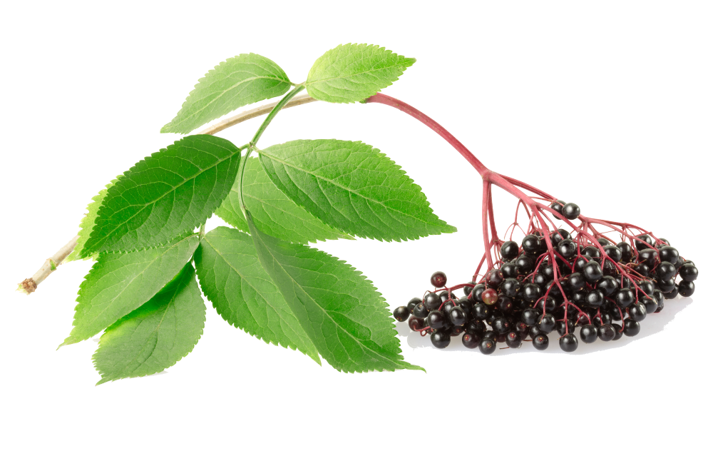 elderberry